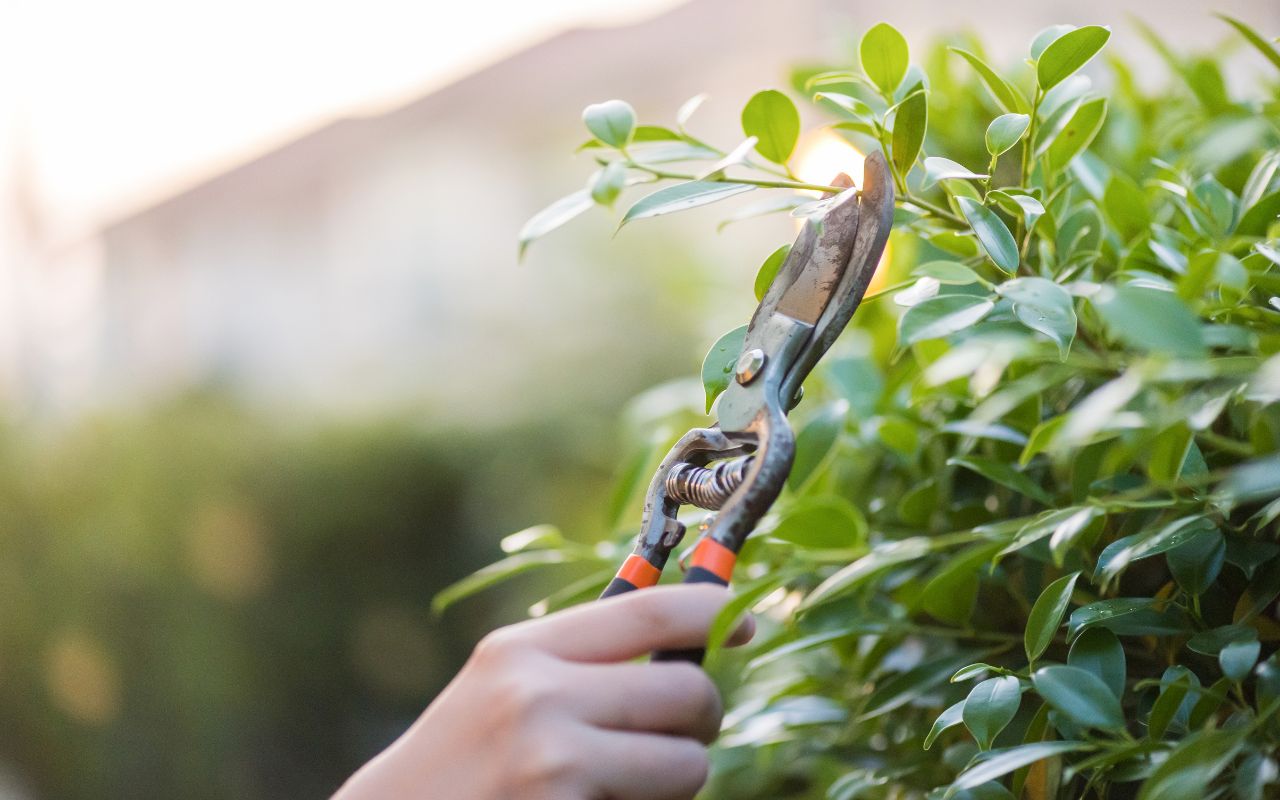 Healthy trees after tree pruning benefits in Little Rock.