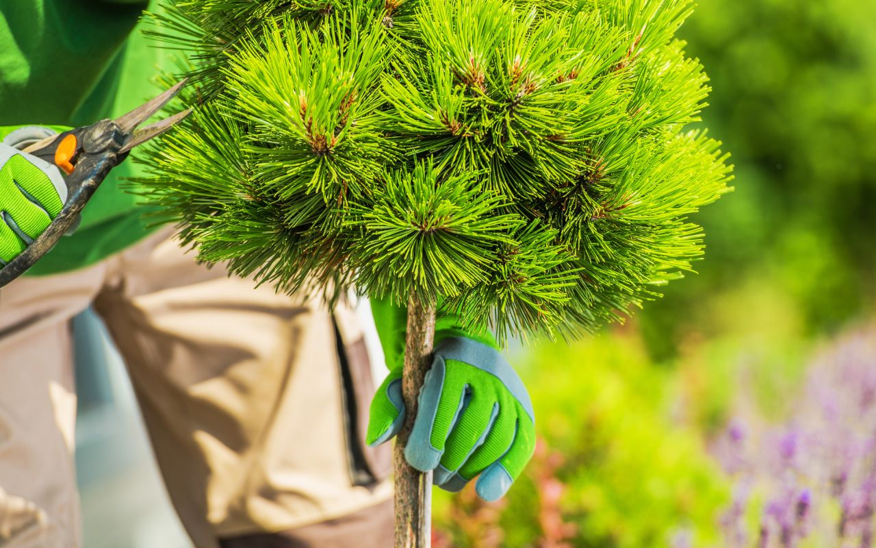 Best time to prune trees in Little Rock during winter for healthy growth.