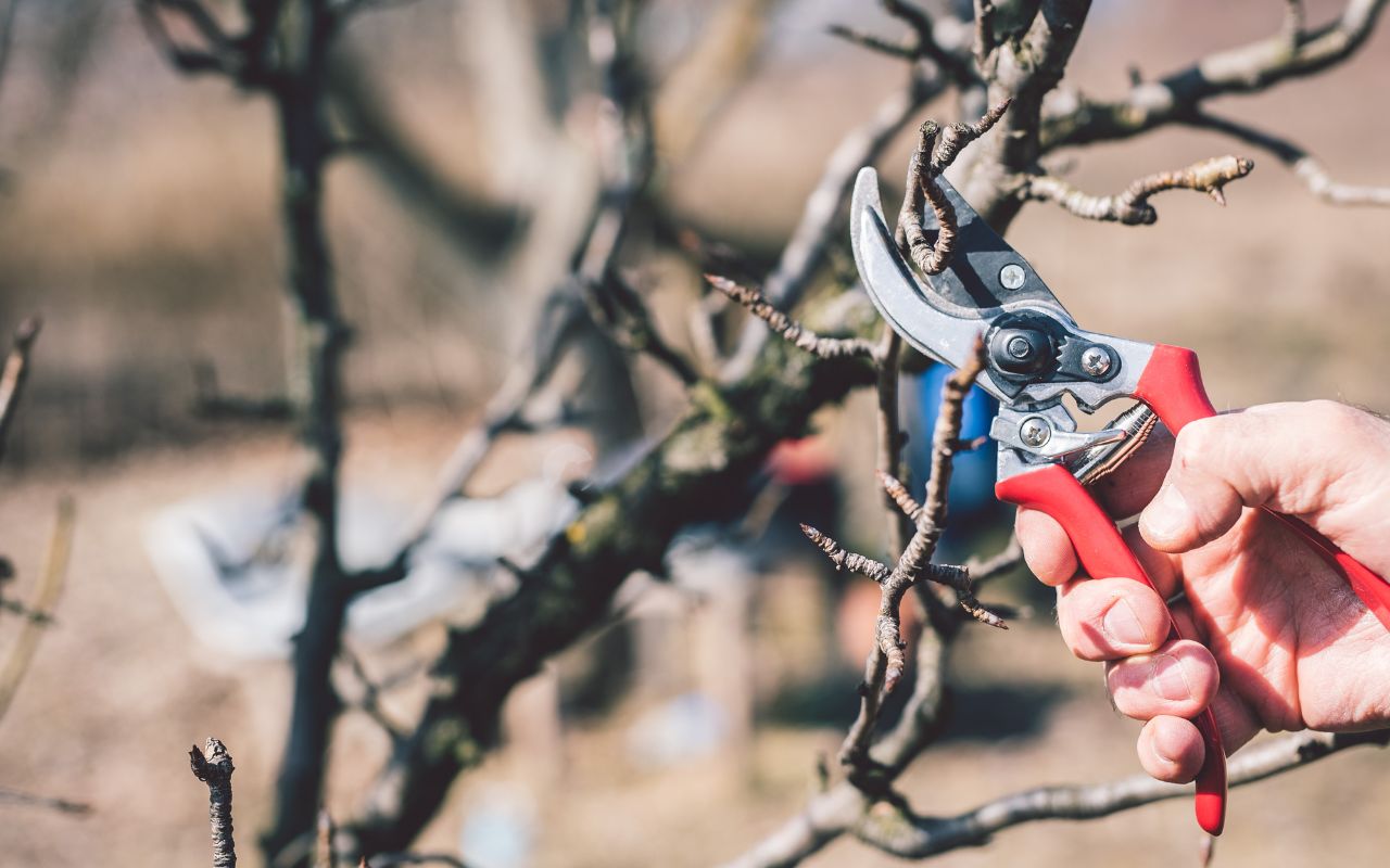 Seasonal pruning tips for trees in Little Rock to maintain tree health.