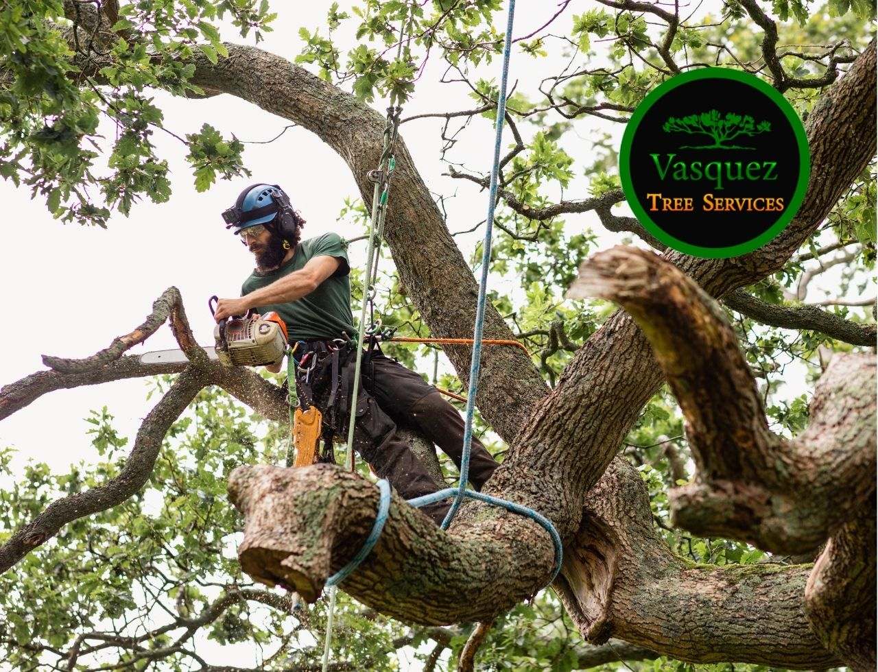 Essential tools for safe tree removal practices in Little Rock.