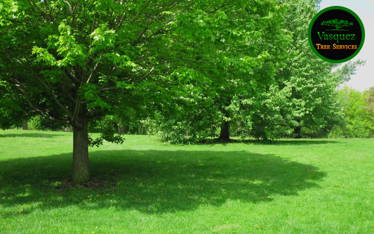 Best trees for shade in Little Rock providing cool, green coverage for backyards.