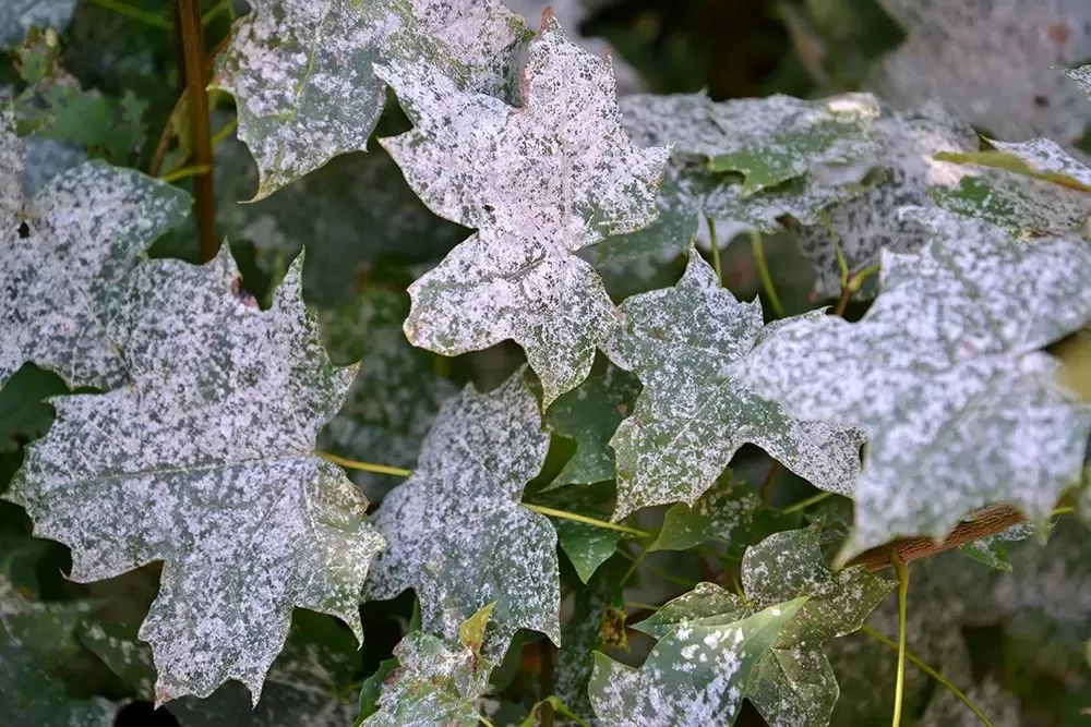  Powdery Mildew 