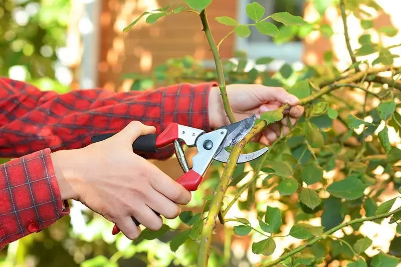 Spring and Summer for Tree Pruning